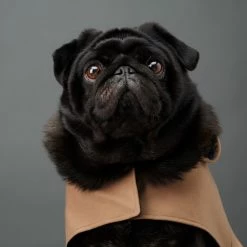 The Barkers Camel Bandit Raincoat Outerwear