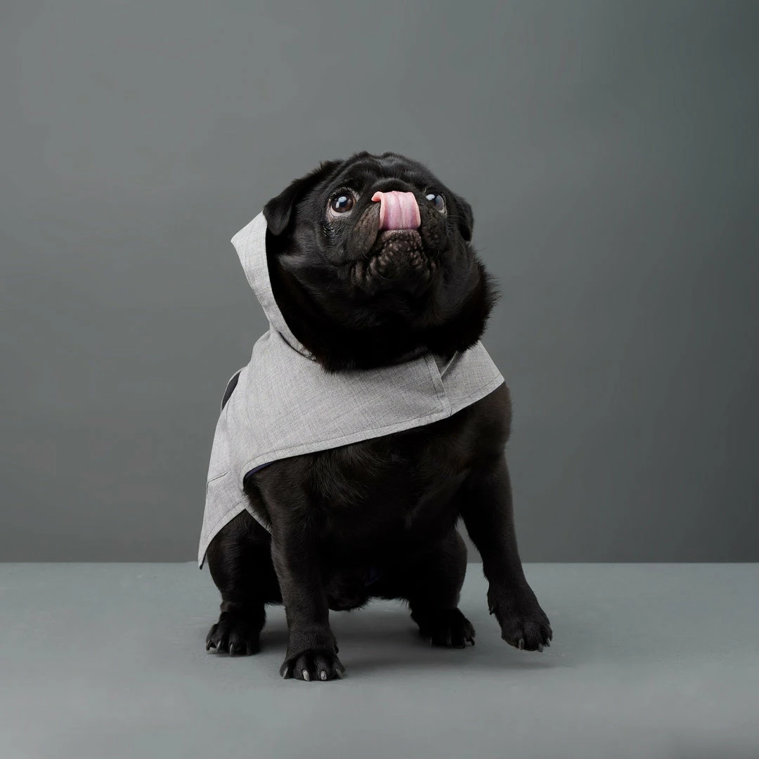 Budget 🌟 The Barkers Light Grey Bandit Raincoat 🎉 5 The Barkers Light Grey Bandit Raincoat