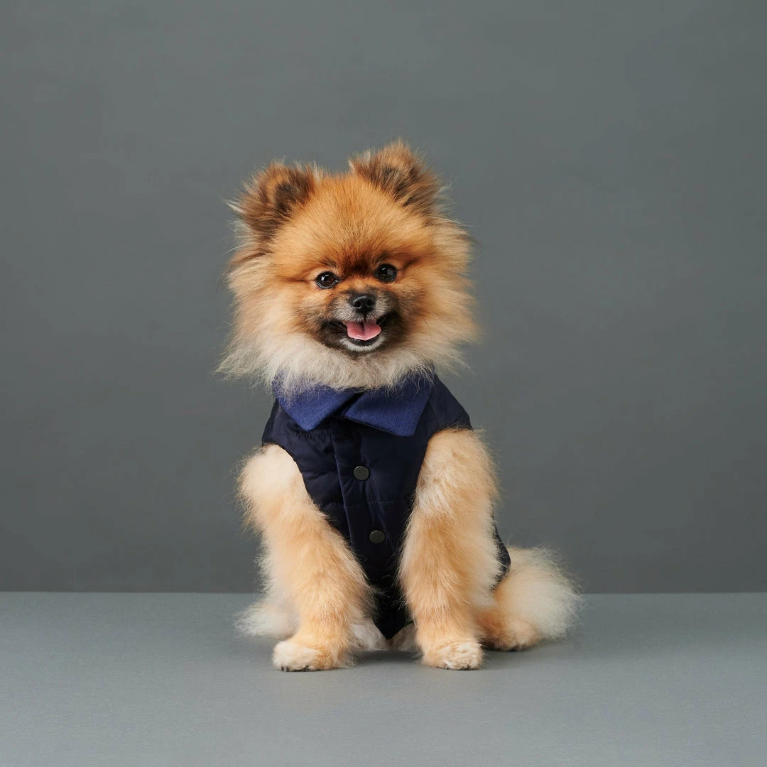 Coupon ๐ The Barkers Blue Duke Puffer Vest Outerwear โญ 4 The Barkers Blue Duke Puffer Vest Outerwear