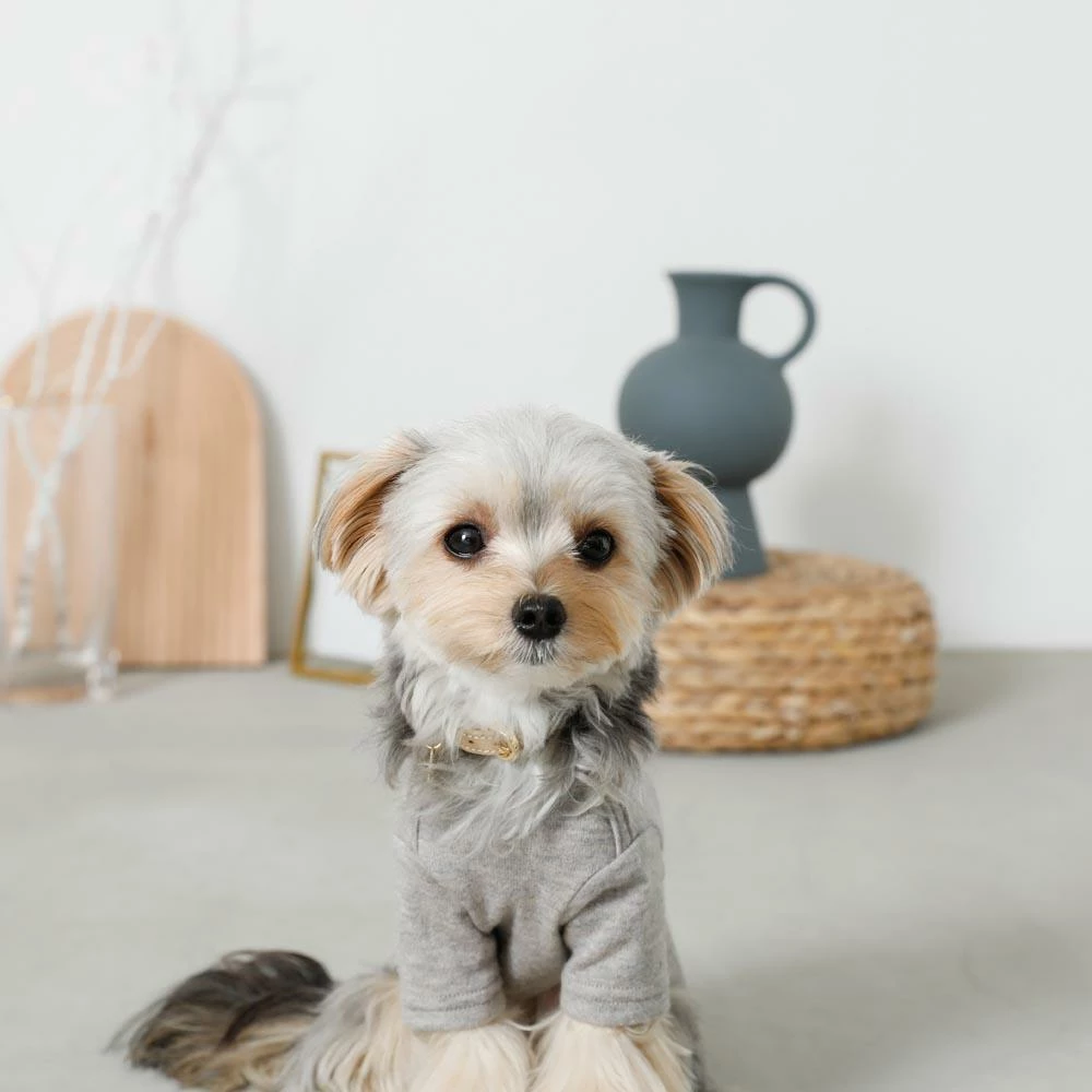 Coupon ❤️ Mon Cheri Simple Piping Pullover Grey ✨ 10 Mon Cheri Simple Piping Pullover Grey