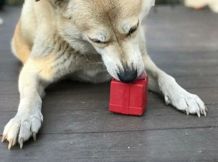 Flash Sale ⭐ Soda Pup Gift Box Rubber Toy Live 🥰 5 Soda Pup Gift Box Rubber Toy Live