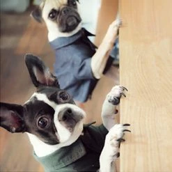 Betters Casual Corduroy Shirt