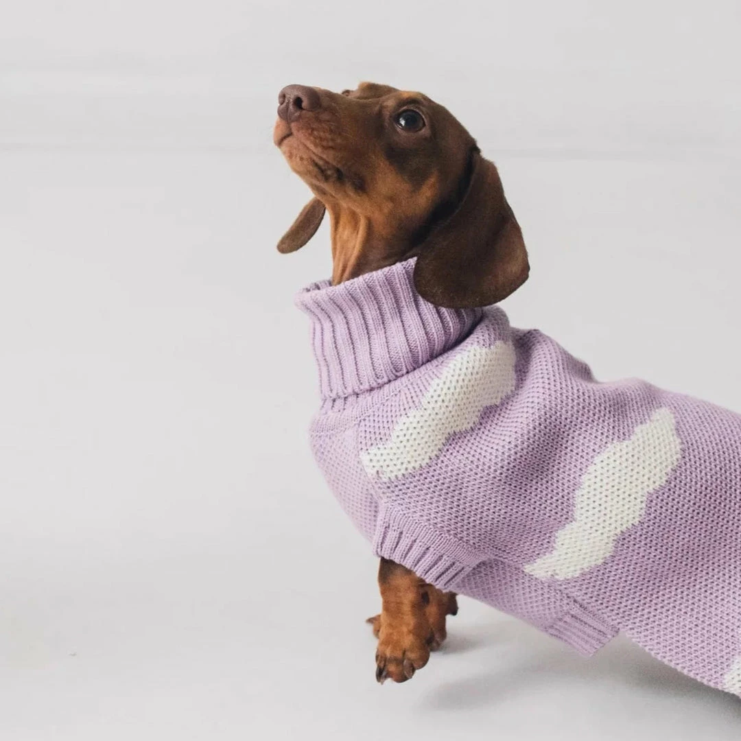 Outlet 😀 Bark And Tumble Dachshund Never Stop Dreaming Turtleneck New 🤩 3 Bark And Tumble Dachshund Never Stop Dreaming Turtleneck New