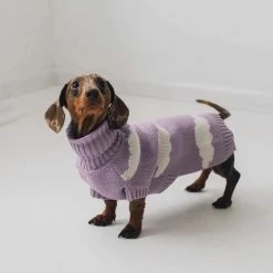Bark And Tumble Dachshund Never Stop Dreaming Turtleneck New