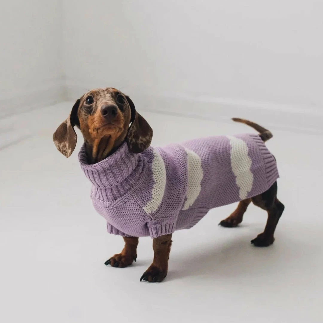Outlet 😀 Bark And Tumble Dachshund Never Stop Dreaming Turtleneck New 🤩 4 Bark And Tumble Dachshund Never Stop Dreaming Turtleneck New