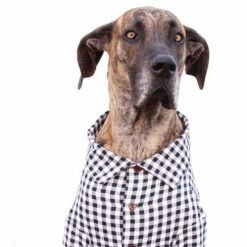 Dog Threads Gingham For Gentle Giants