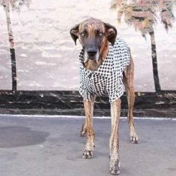 Dog Threads Gingham For Gentle Giants
