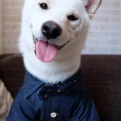 Dog Threads Canadian Tuxedo Shirt Wear