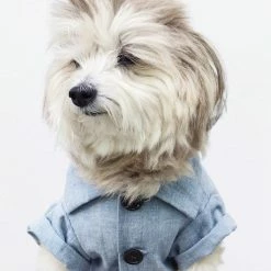 Dog Threads Chambray Button Down