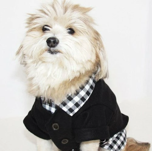 Brand new ✨ Dog Threads Gingham Button Down ❤️ 6 Dog Threads Gingham Button Down