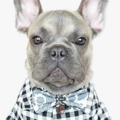 Brand new ✨ Dog Threads Gingham Button Down ❤️ 11 Dog Threads Gingham Button Down