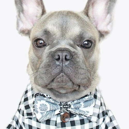 Brand new ✨ Dog Threads Gingham Button Down ❤️ 7 Dog Threads Gingham Button Down