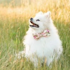 Top 10 🎁 The Foggy 🐶 Dog Harper Floral Bow Tie Collar 🛒 7 The Foggy Dog Harper Floral Bow Tie Collar