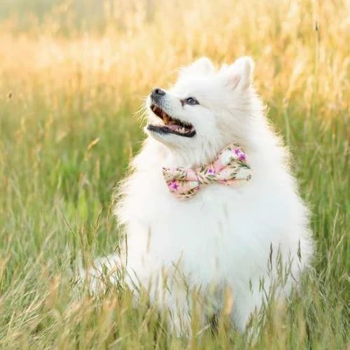 Top 10 🎁 The Foggy 🐶 Dog Harper Floral Bow Tie Collar 🛒 5 The Foggy Dog Harper Floral Bow Tie Collar
