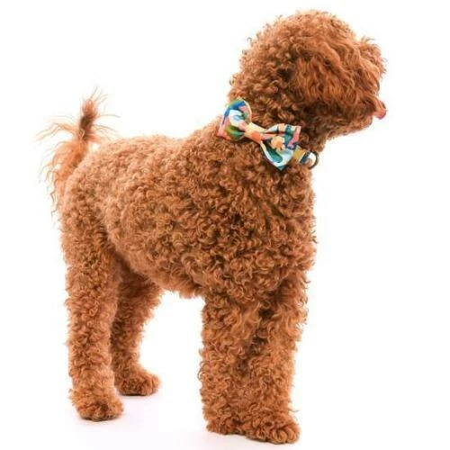Brand new 😉 The Foggy 🐕 Dog Wildflower Bow Tie Style 🎉 5 The Foggy Dog Wildflower Bow Tie Style