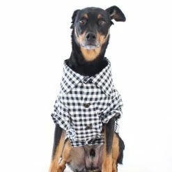 Dog Threads Gingham For Gentle Giants
