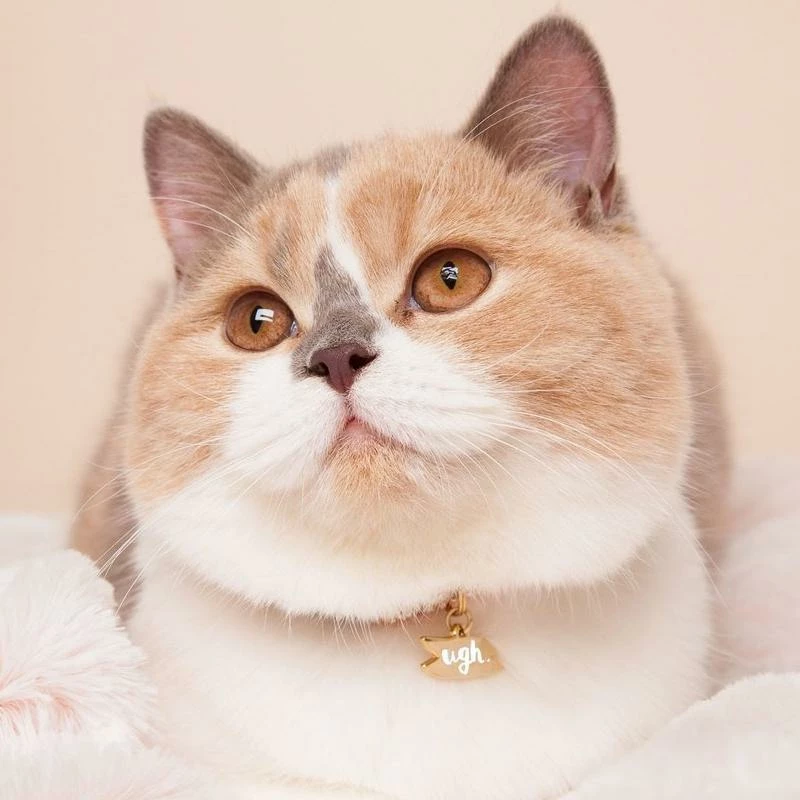 Coupon ๐ Hello Harriet Style Ugh Collar Charm โ๏ธ 6 Hello Harriet Style Ugh Collar Charm