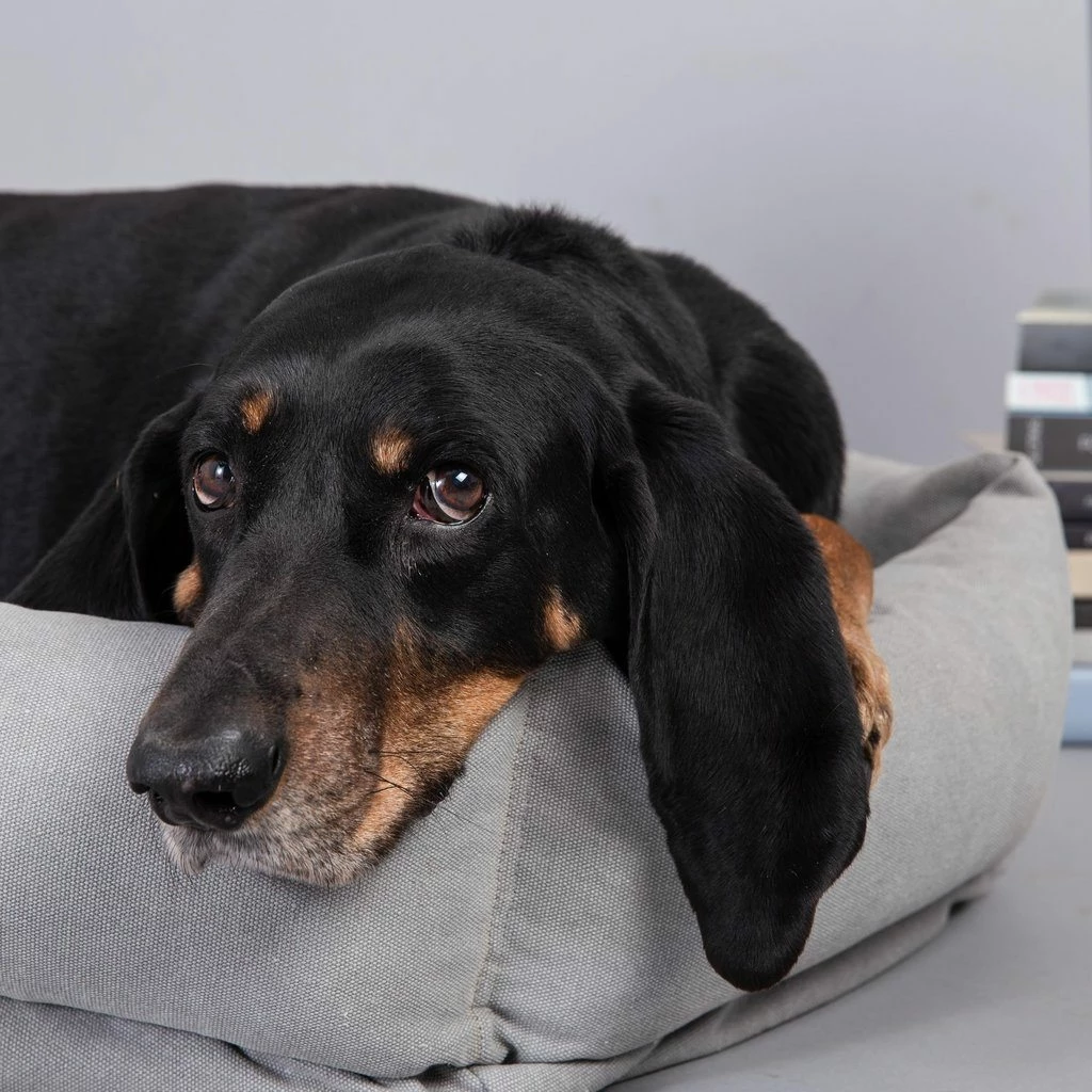 Hot Sale ๐ Velvet Hippo Live Canvas Hex Cushion - Stone ๐ฅ 4 Velvet Hippo Live Canvas Hex Cushion - Stone