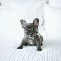 Pipolli Bow Leather Collar Mint