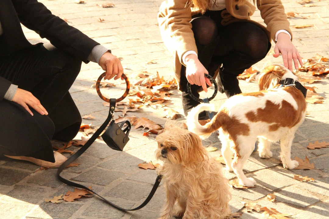 Deals โ Shaya Susan Leash Black ๐ 7 Shaya Susan Leash Black