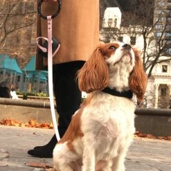 Shaya Walk Susan Leash Blush