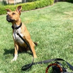 Shaya Walk Susan Vegan Leash Black