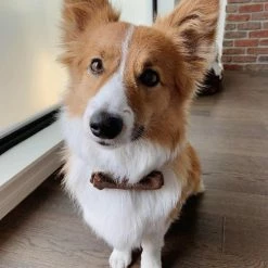 Top 10 😀 Max-bone Dane Bow Tie ⭐ 9 Max-bone Dane Bow Tie