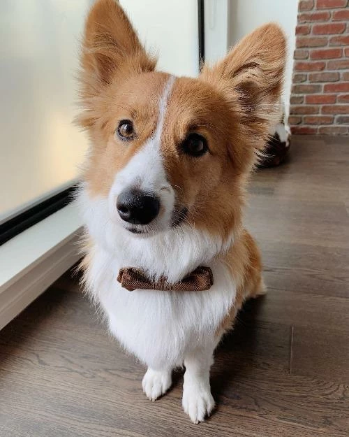 Top 10 😀 Max-bone Dane Bow Tie ⭐ 6 Max-bone Dane Bow Tie