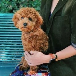 Top 10 😀 Max-bone Dane Bow Tie ⭐ 8 Max-bone Dane Bow Tie