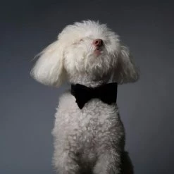 Max-bone Bond Velvet Bow Tie Style