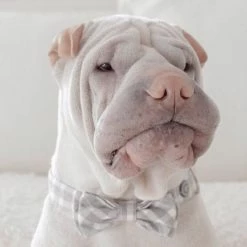 Max-bone Style Chloe Bow Tie