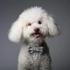 Max-bone Style Chloe Bow Tie