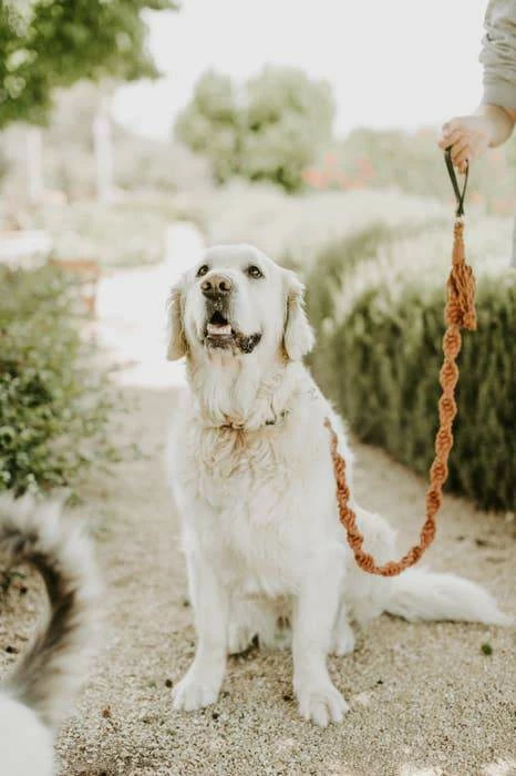 Discount 🛒 Macramama Macrame Leash Blush ❤️ 5 Macramama Macrame Leash Blush