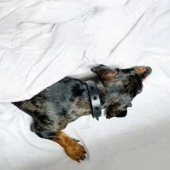 Nice Digs Smooth Spike Leather Collar Black