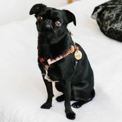 Nice Digs Making Shapes Printed Harness Walk