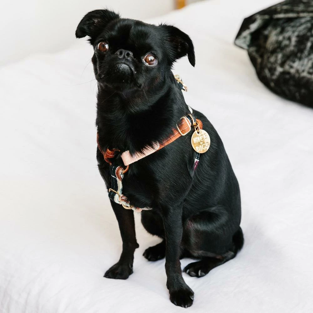 Coupon ๐ Nice Digs Making Shapes Printed Harness Walk ๐งจ 4 Nice Digs Making Shapes Printed Harness Walk