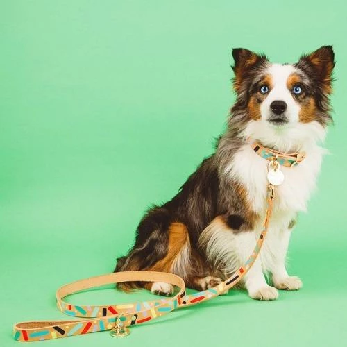 Wholesale ❤️ Nice Digs Confetti Leash 💯 4 Nice Digs Confetti Leash