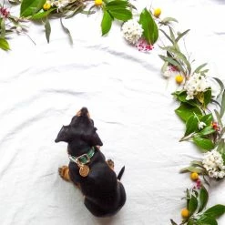 Nice Digs Monstera Printed Collar Walk