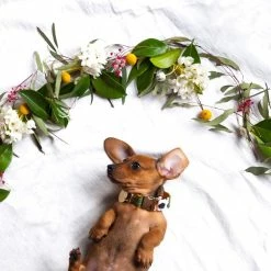 Nice Digs Wanderlust Printed Collar