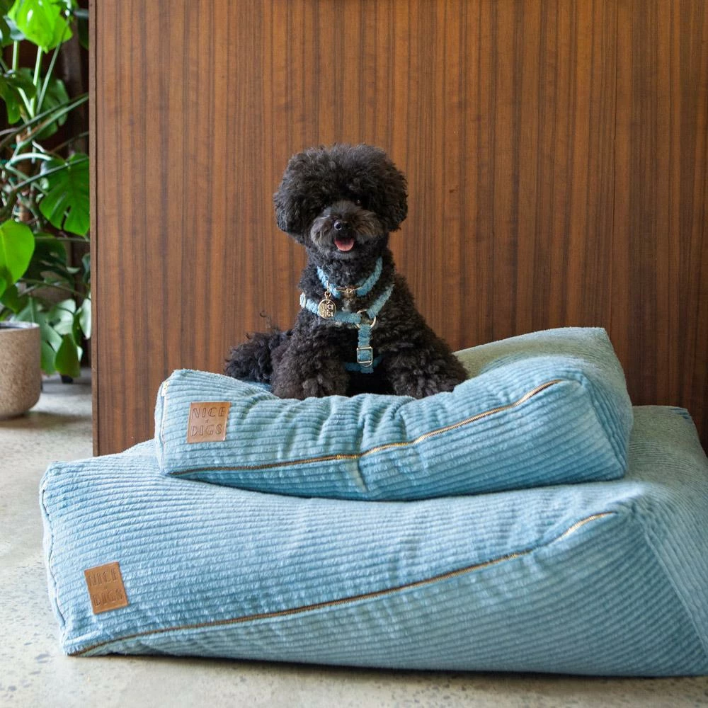 Buy π Nice Digs Walk Jumbo Cord Collar Sky π 6 Nice Digs Walk Jumbo Cord Collar Sky