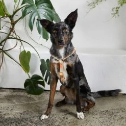 Nice Digs Walk Confetti Harness