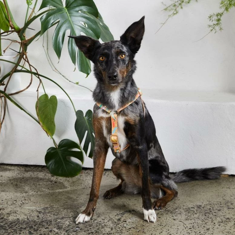 Deals ✔️ Nice Digs Walk Confetti Harness ⭐ 4 Nice Digs Walk Confetti Harness