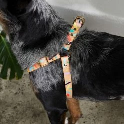 Deals ✔️ Nice Digs Walk Confetti Harness ⭐ 9 Nice Digs Walk Confetti Harness
