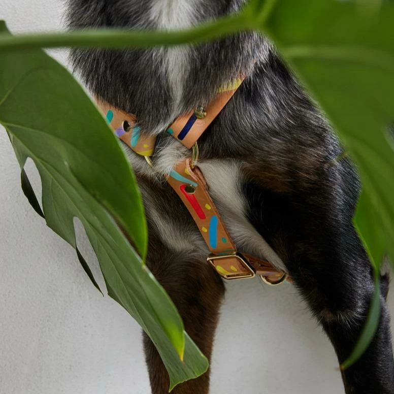 Deals ✔️ Nice Digs Walk Confetti Harness ⭐ 6 Nice Digs Walk Confetti Harness