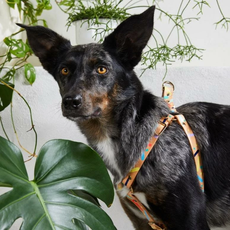 Deals ✔️ Nice Digs Walk Confetti Harness ⭐ 7 Nice Digs Walk Confetti Harness