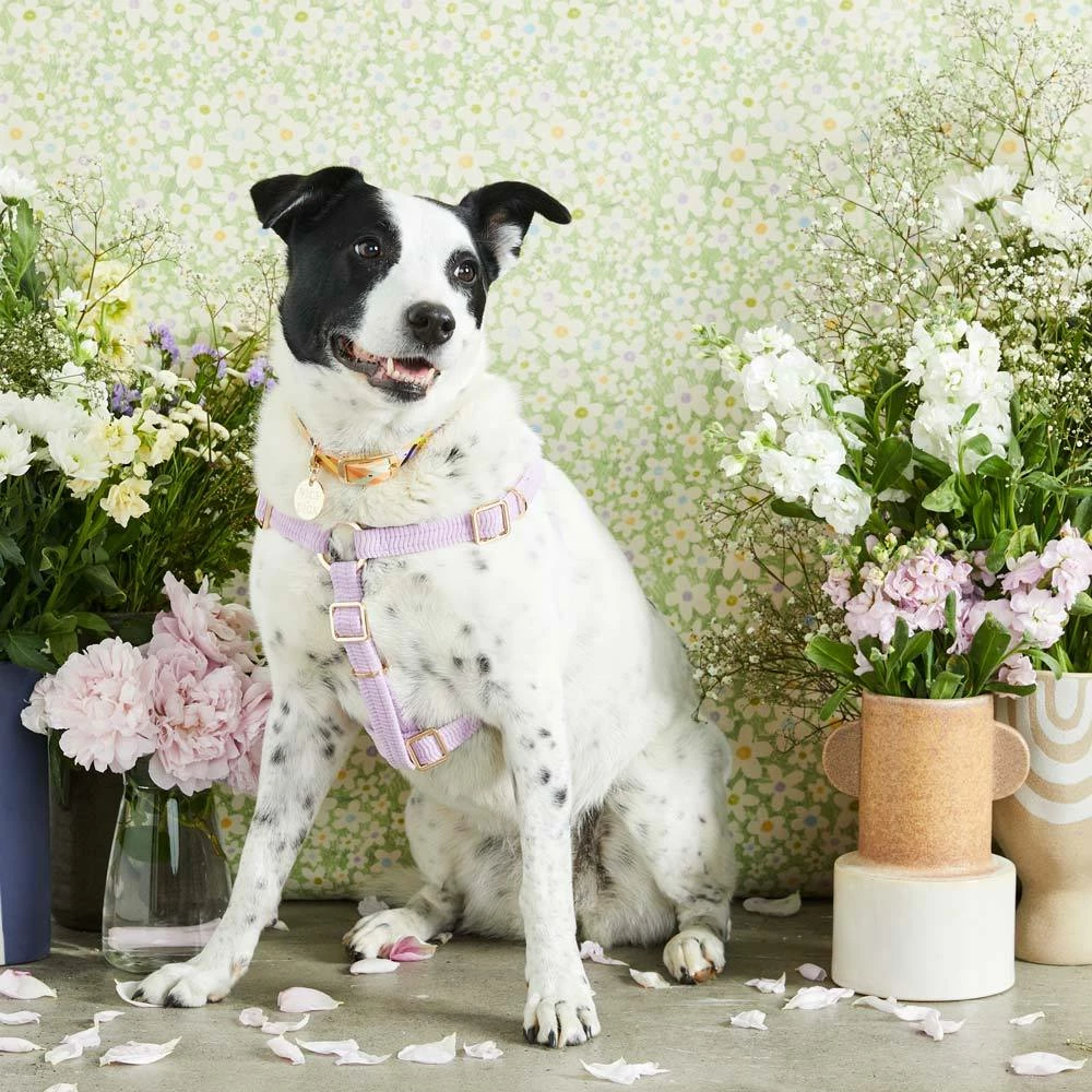 New ๐ Nice Digs Cord Non Pull Harness Lilac ๐ฅ 7 Nice Digs Cord Non Pull Harness Lilac