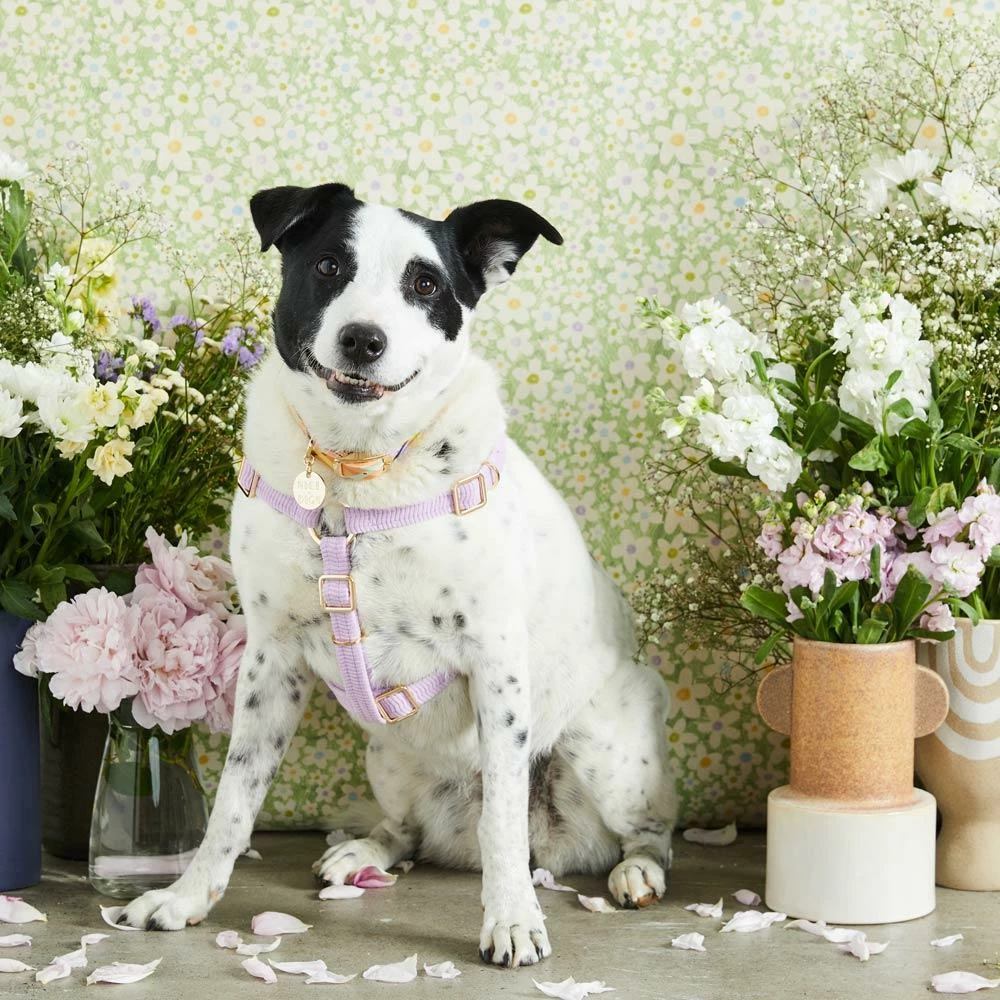 New ๐ Nice Digs Cord Non Pull Harness Lilac ๐ฅ 6 Nice Digs Cord Non Pull Harness Lilac