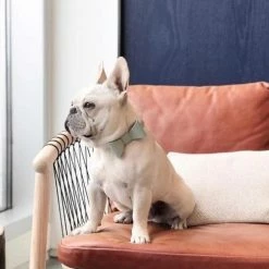 Pipolli Bow Leather Collar Mint