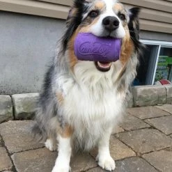 Soda Pup Live Can Toy Large