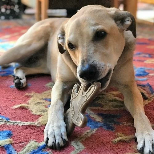 Flash Sale ๐ Soda Pup Gingerbread Toy Live ๐ 4 Soda Pup Gingerbread Toy Live